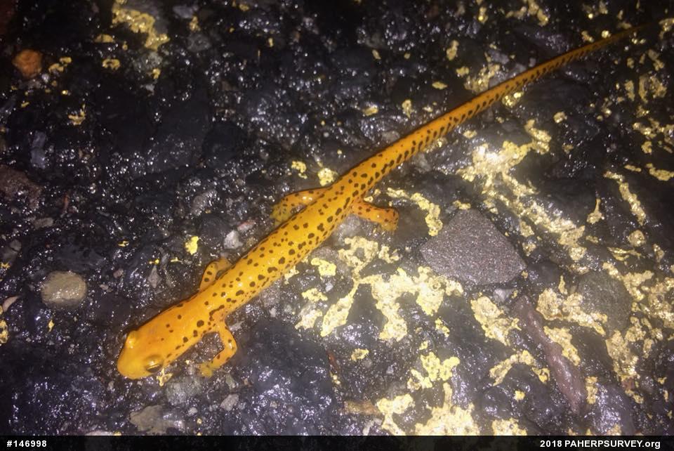 Eastern Long-tailed Salamander