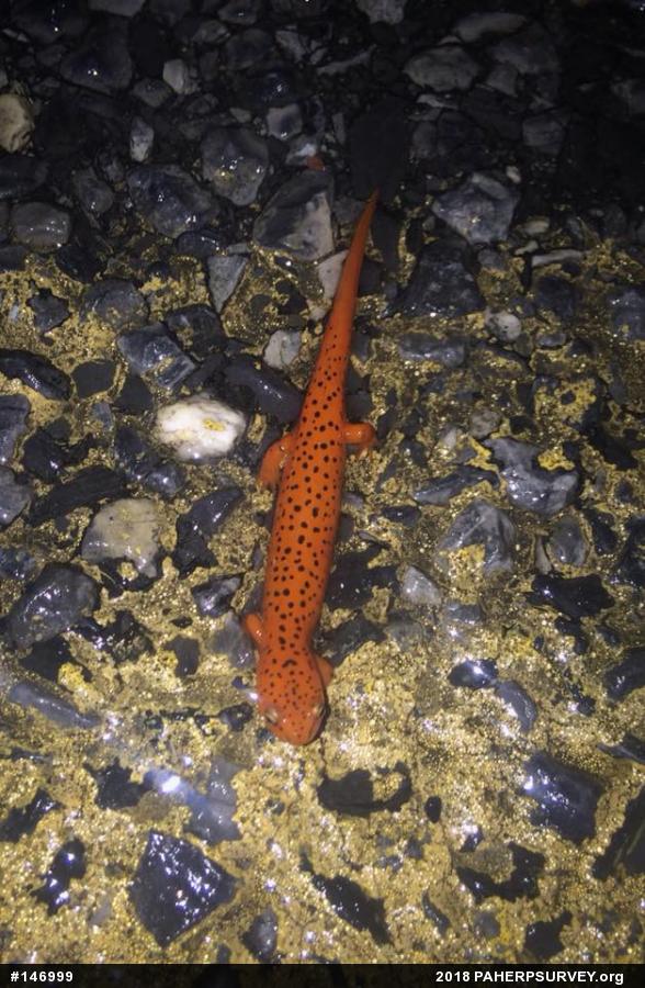 Northern Red Salamander