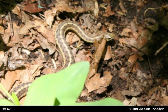 Eastern Gartersnake