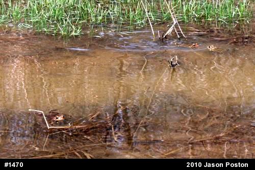 Eastern American Toad