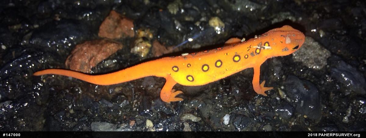 Red-spotted Newt