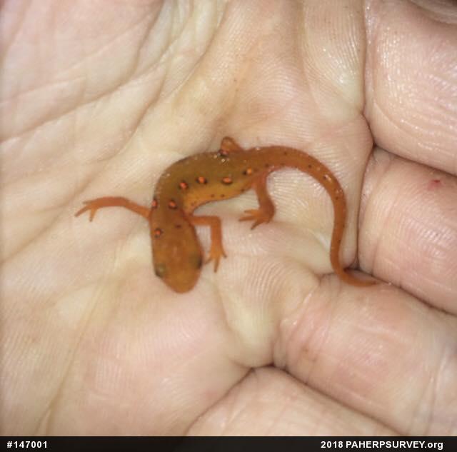 Red-spotted Newt