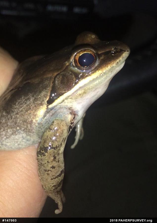 Wood Frog