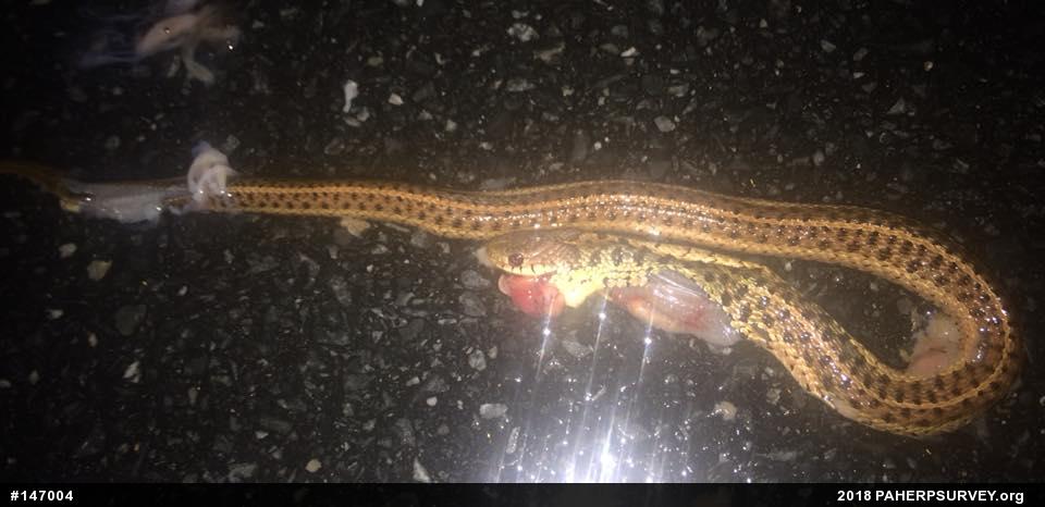 Eastern Gartersnake