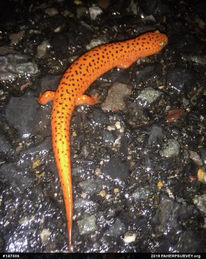 Northern Red Salamander