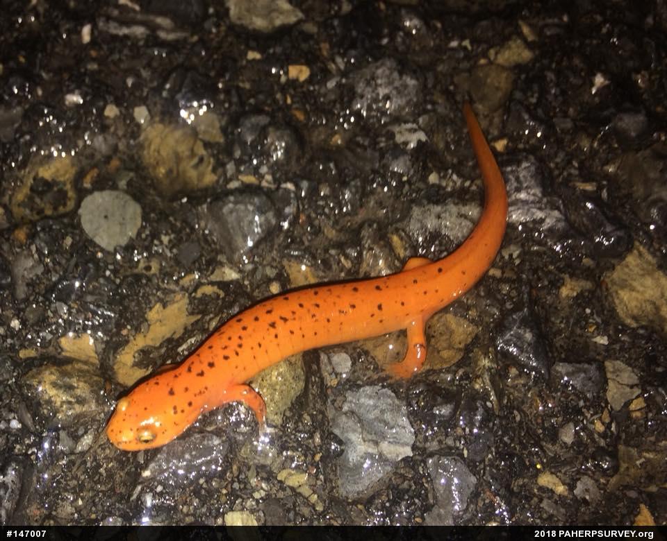 Northern Red Salamander