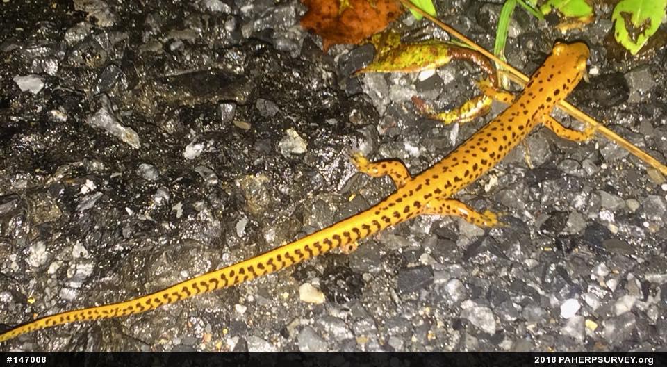 Eastern Long-tailed Salamander