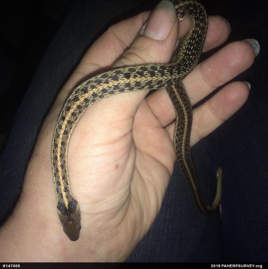 Eastern Gartersnake