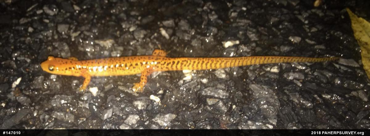 Eastern Long-tailed Salamander