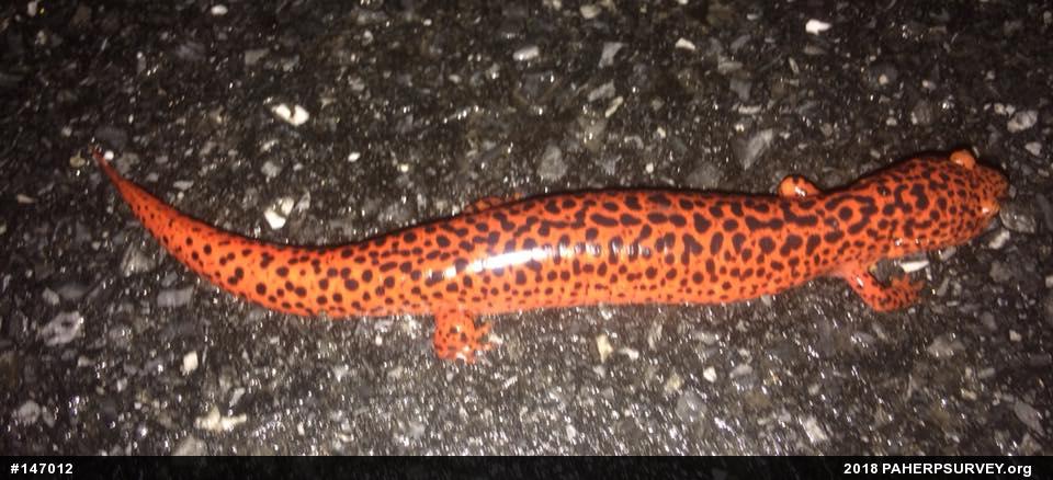 Northern Red Salamander