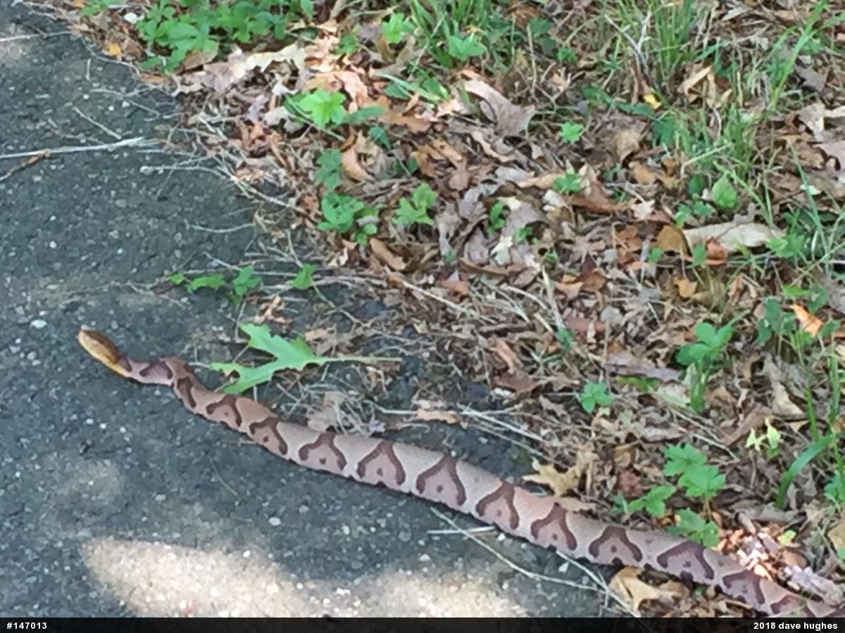 Northern Copperhead