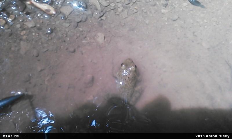 American Bullfrog