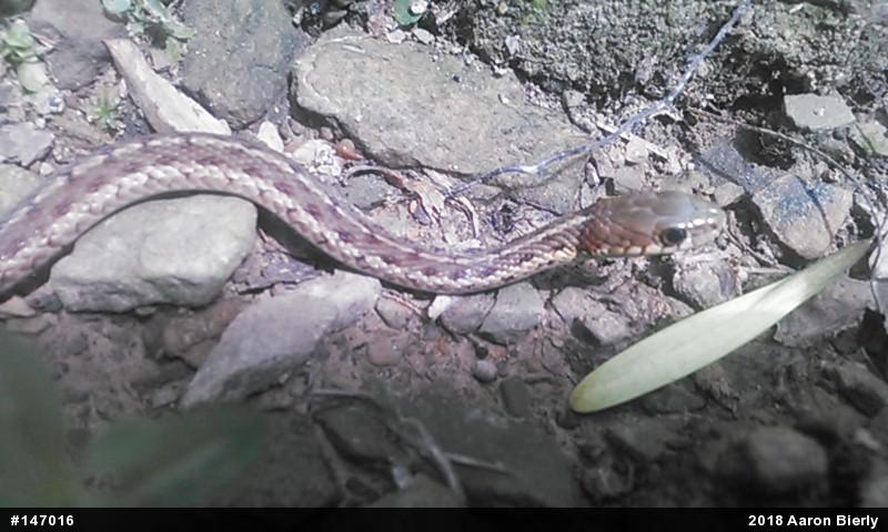 Eastern Gartersnake