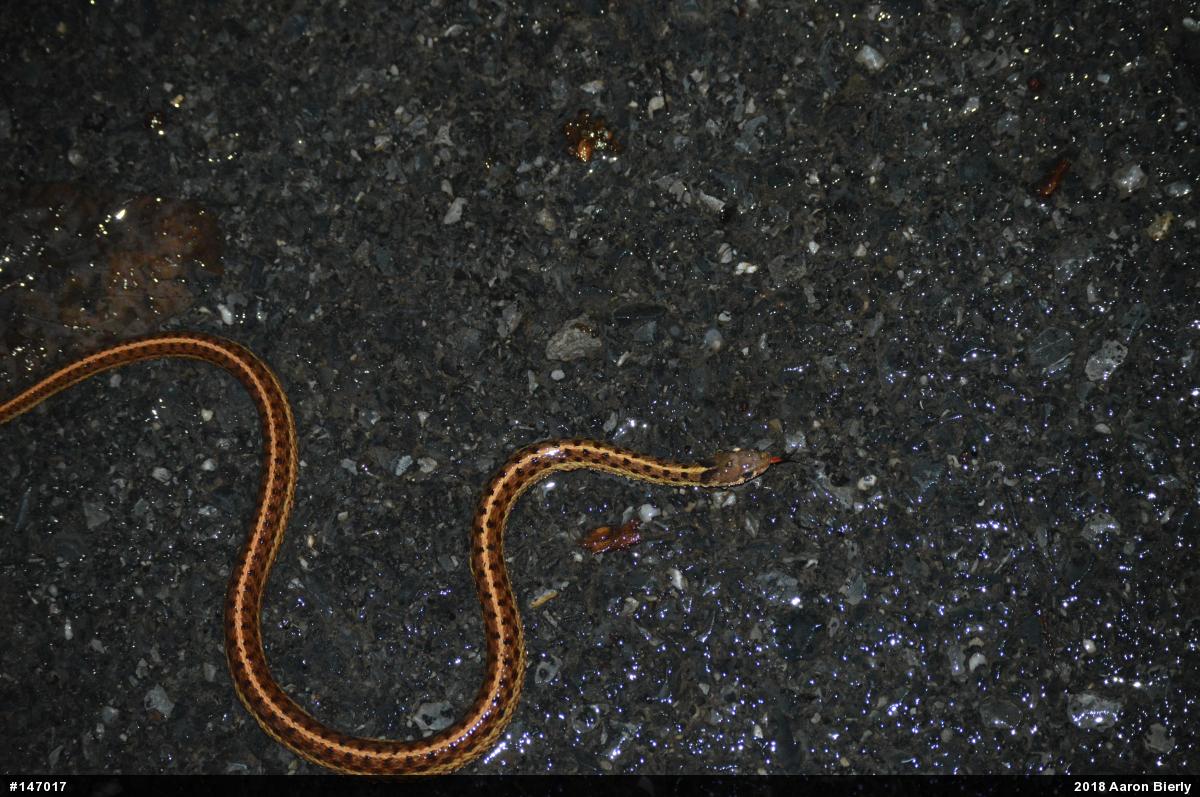 Eastern Gartersnake