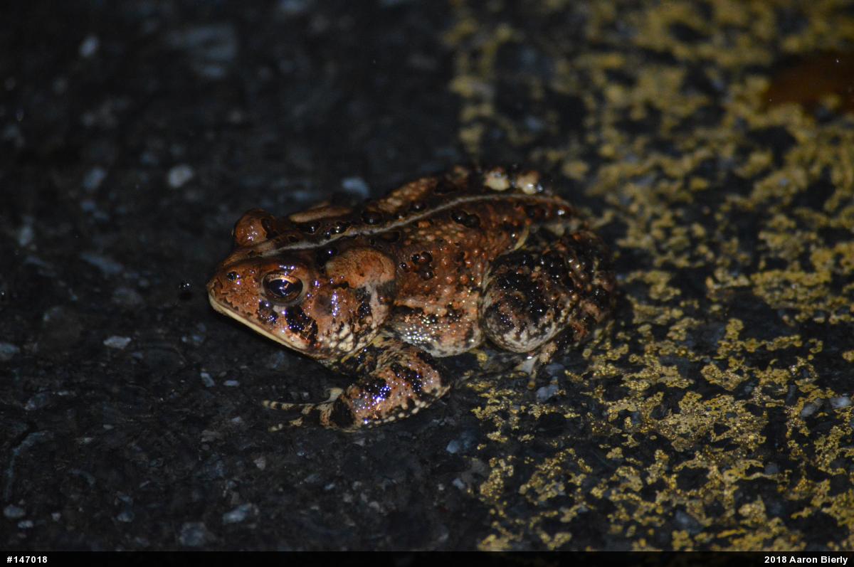 Eastern American Toad