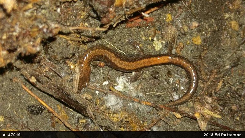 Eastern Red-backed  Salamander