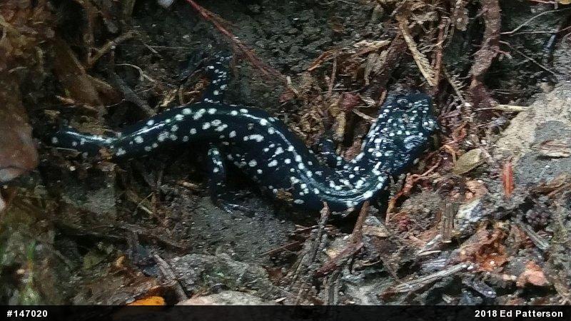 Northern Slimy Salamander