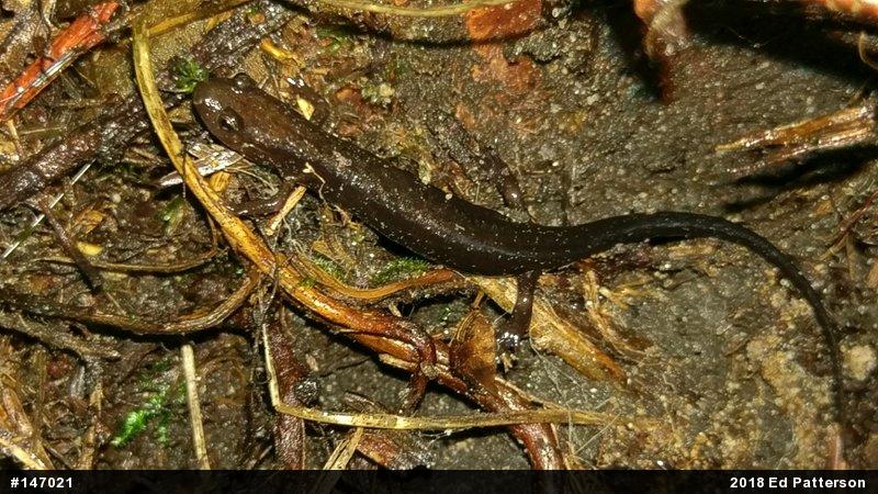 Allegheny Mountain Dusky Salamander
