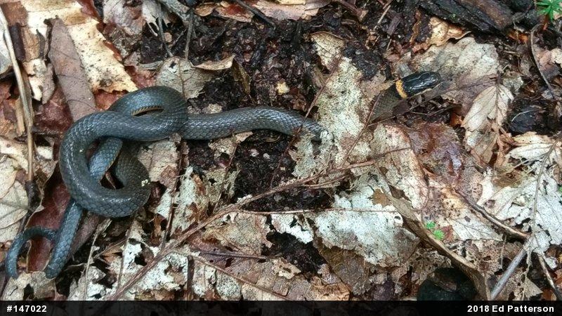 Northern Ring-necked Snake