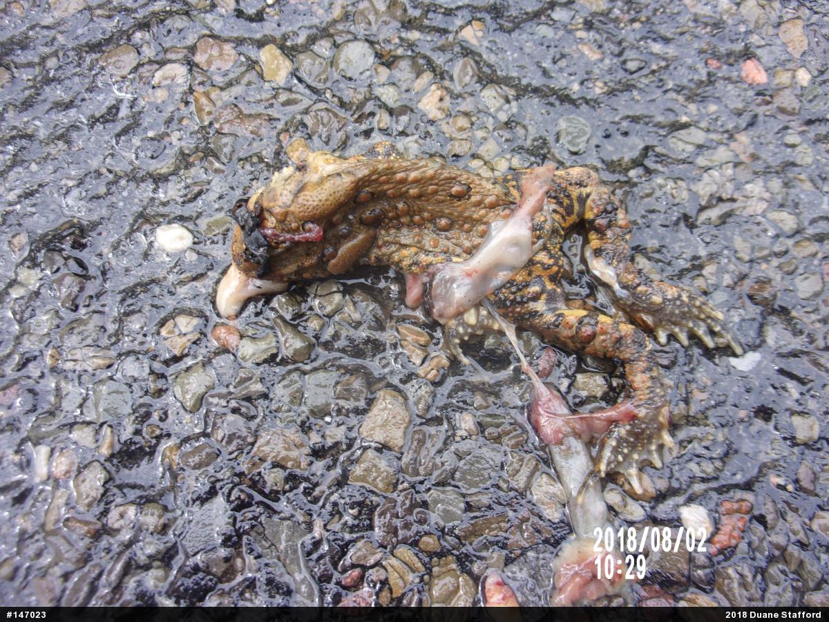 Eastern American Toad