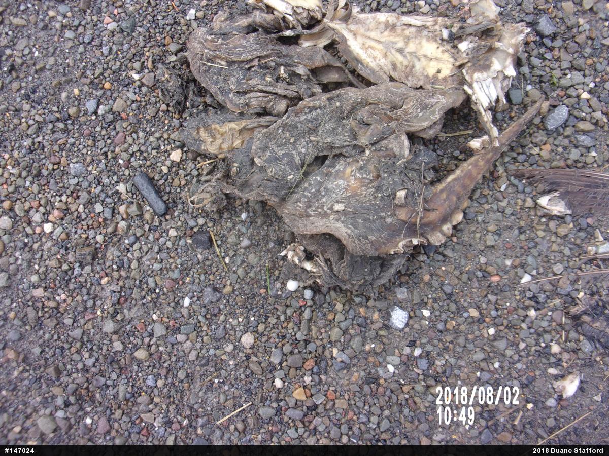 Snapping Turtle