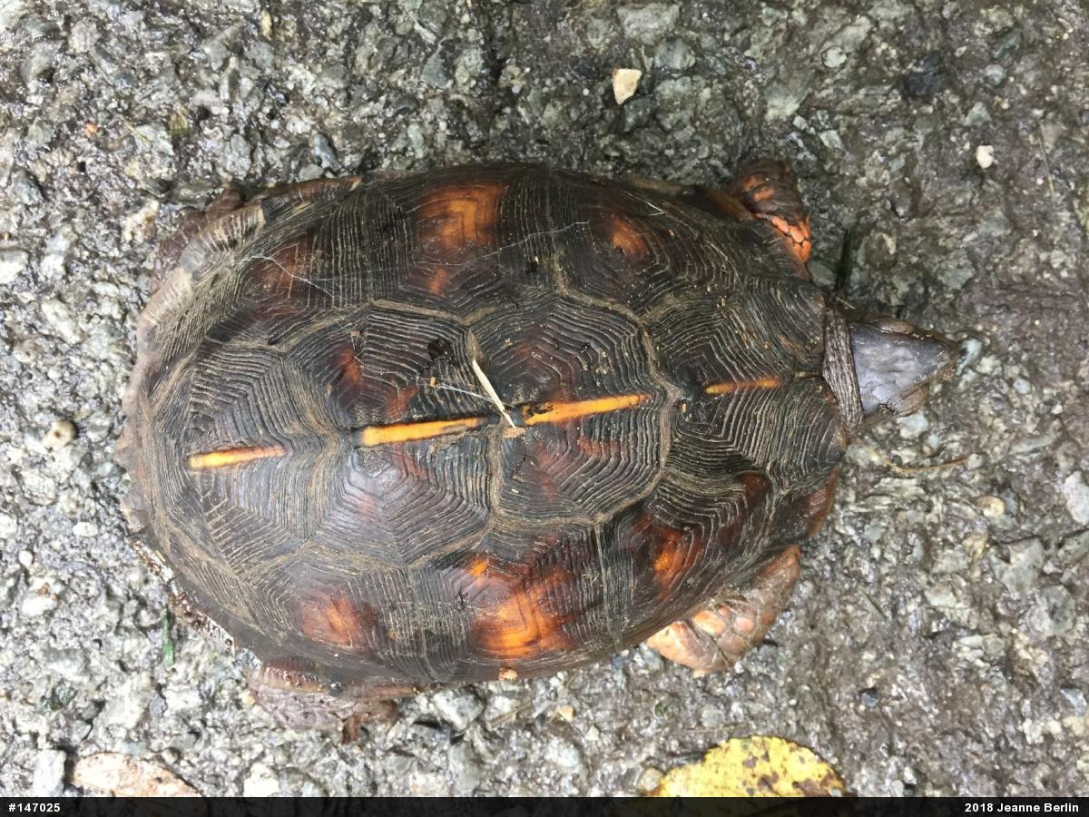 Eastern Box Turtle