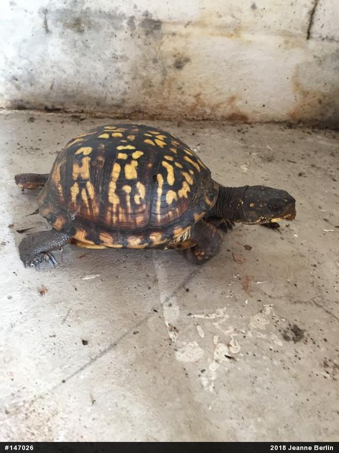 Eastern Box Turtle