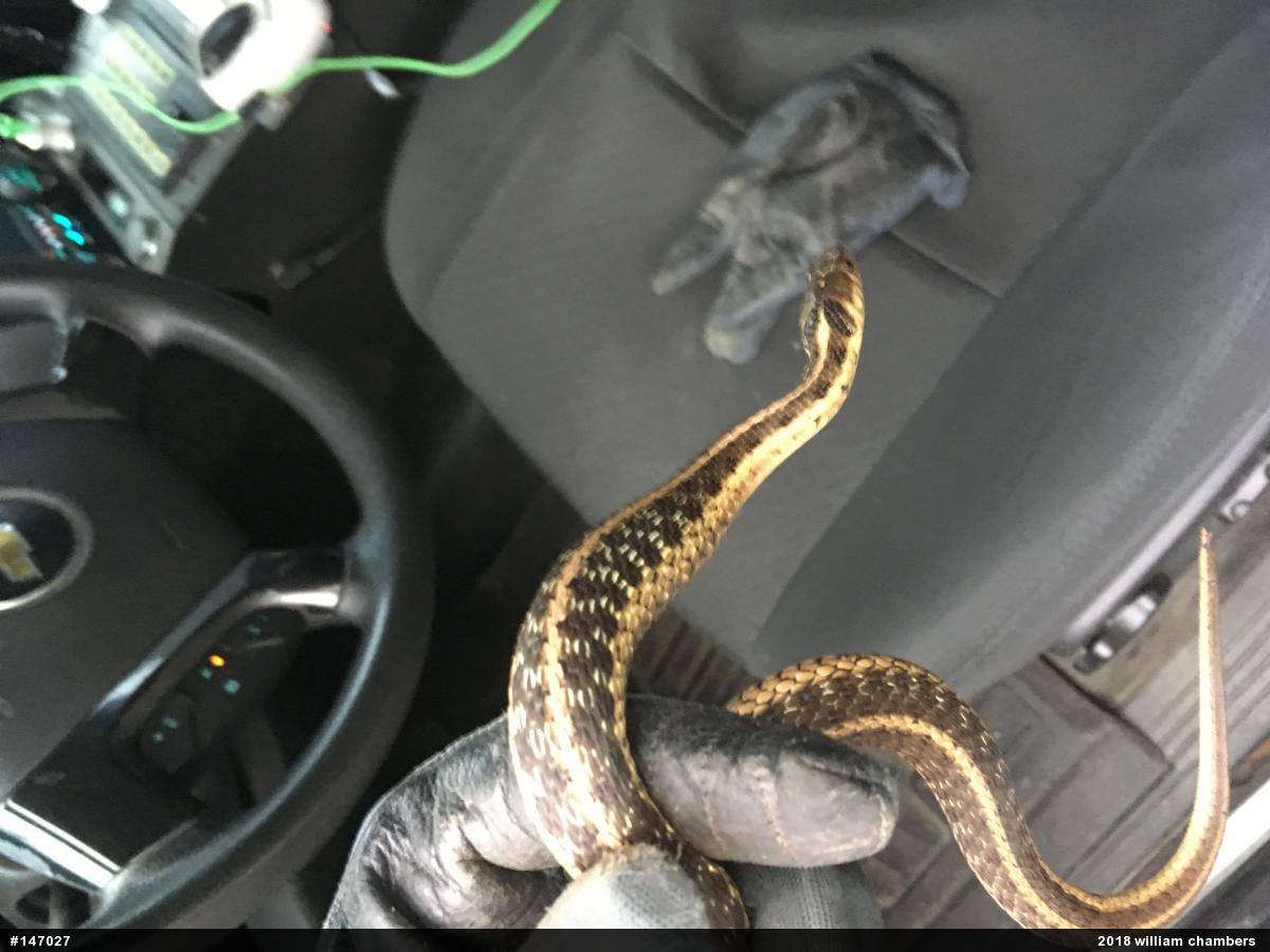 Eastern Gartersnake