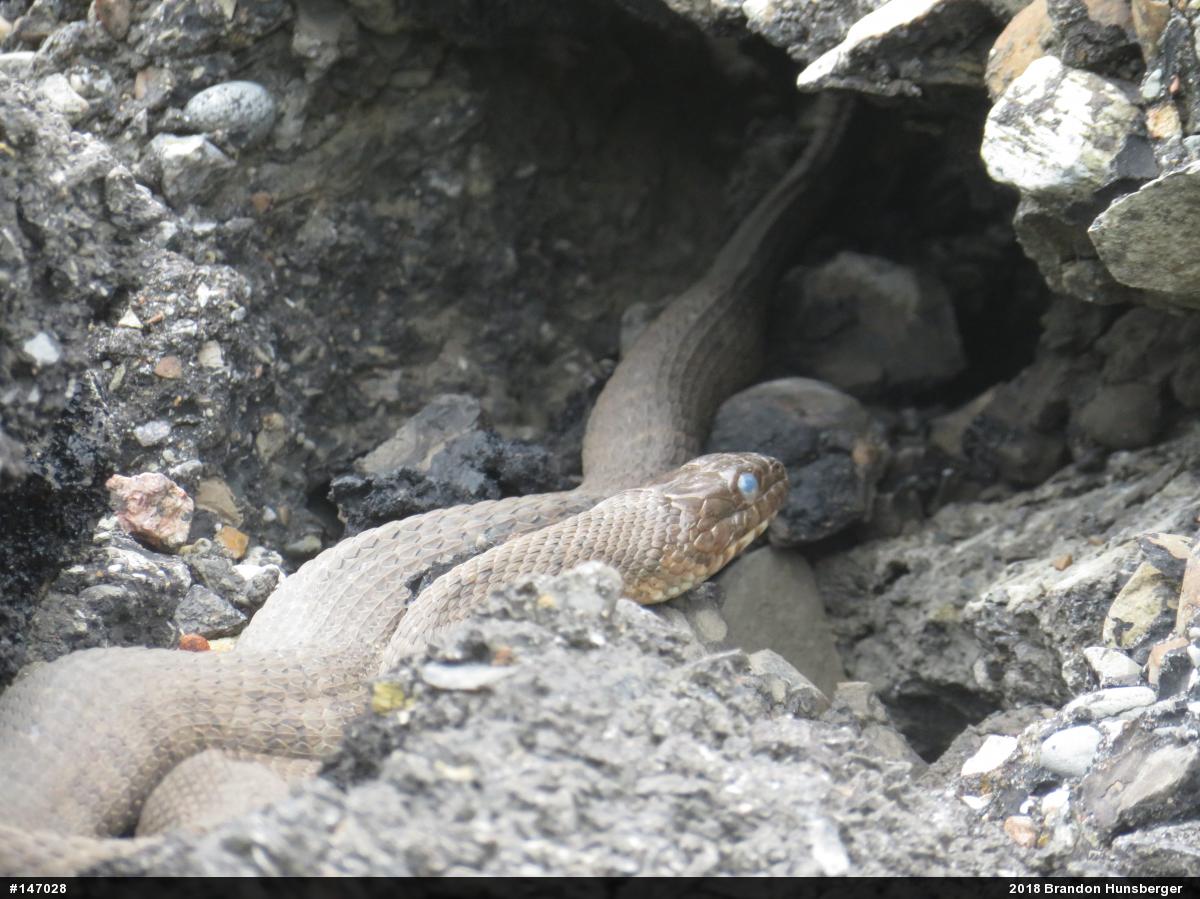 Northern Watersnake