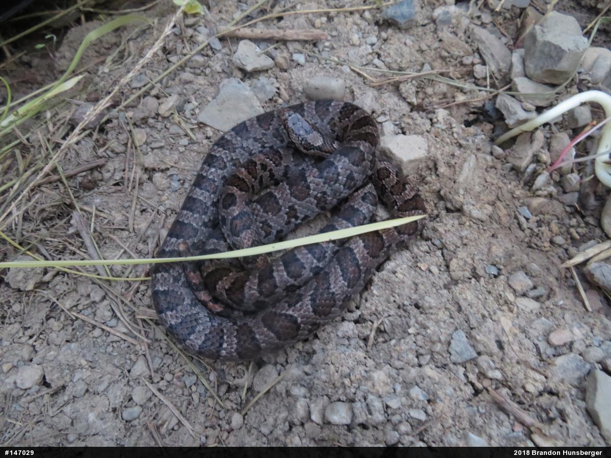 Eastern Milksnake