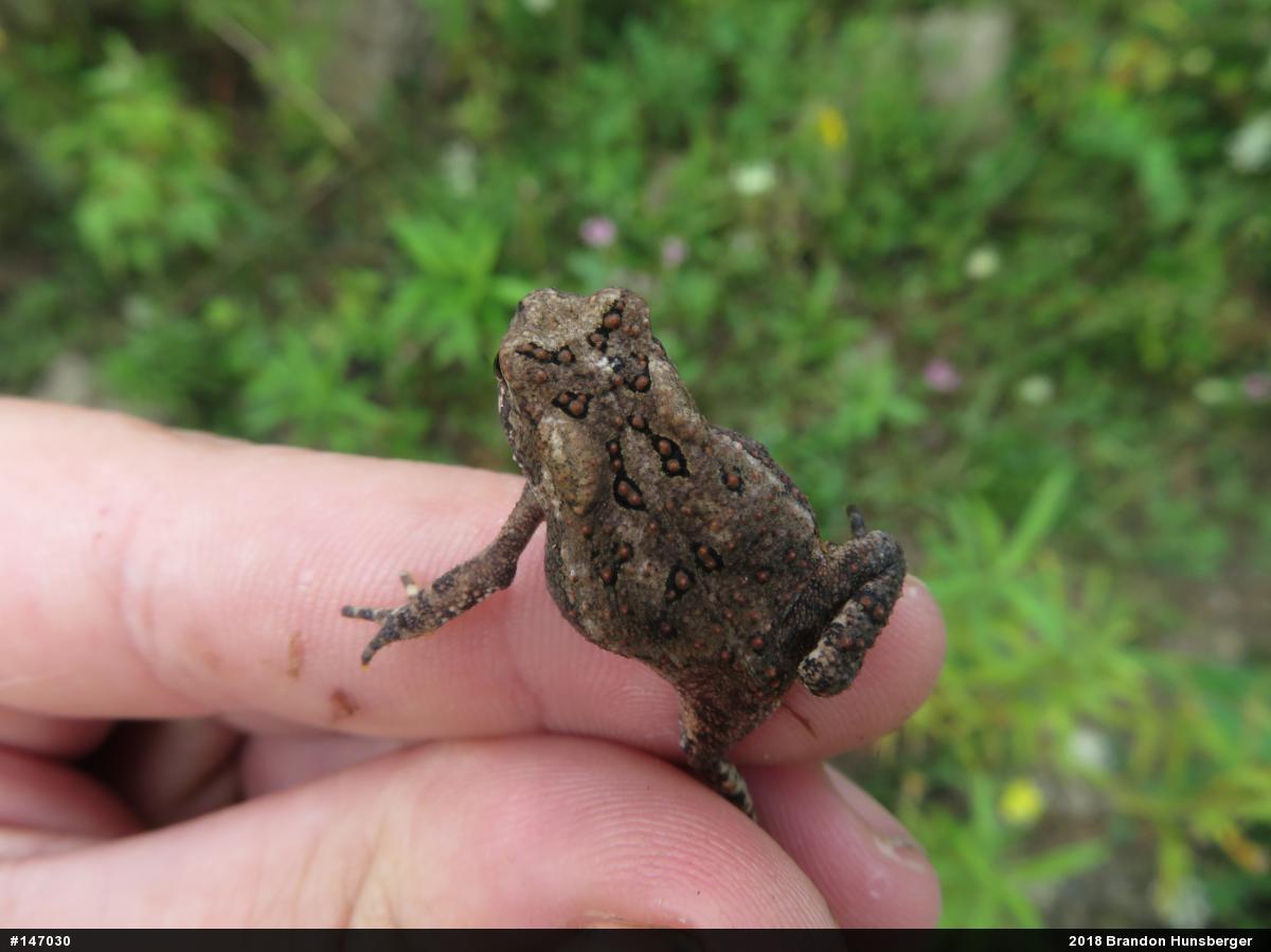 Eastern American Toad