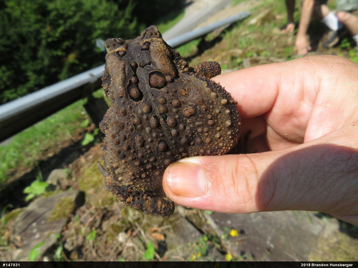 Eastern American Toad