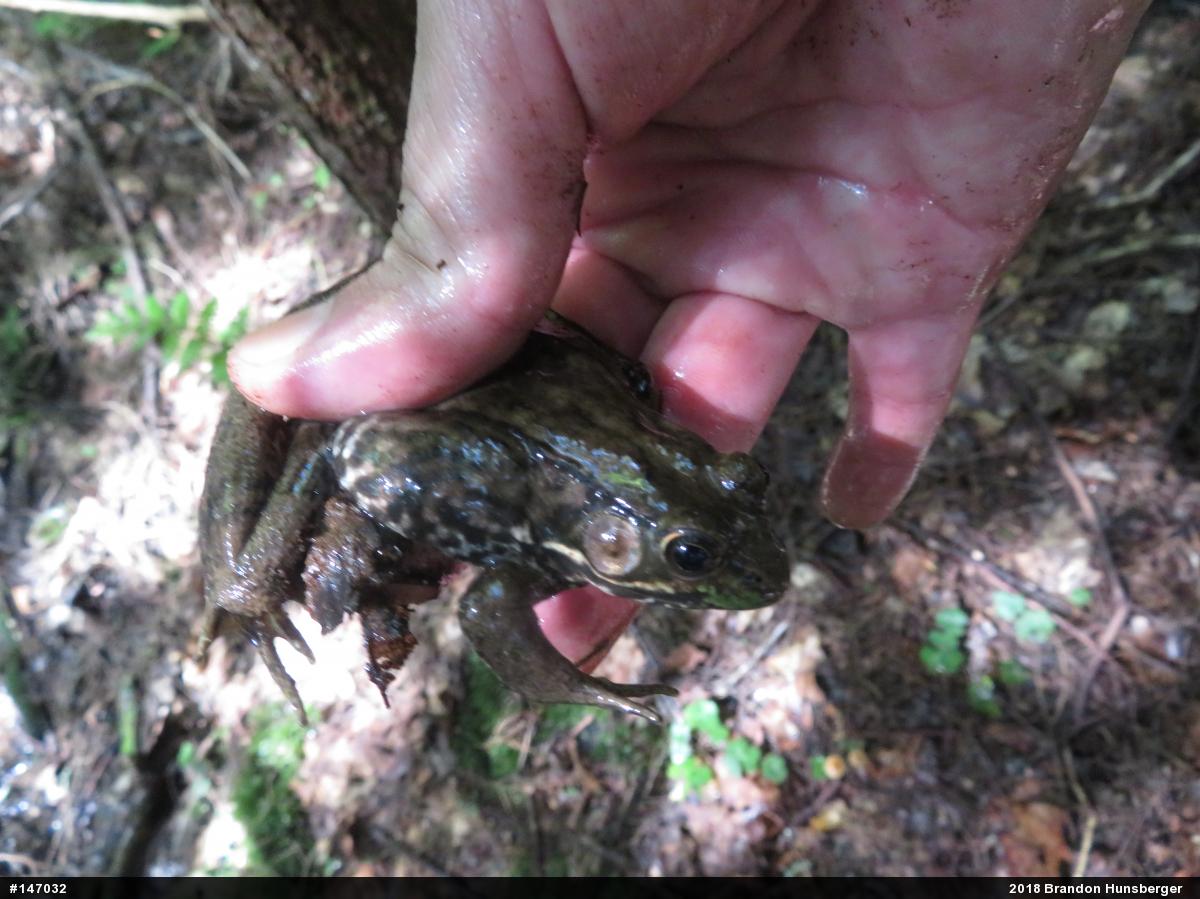 Green Frog