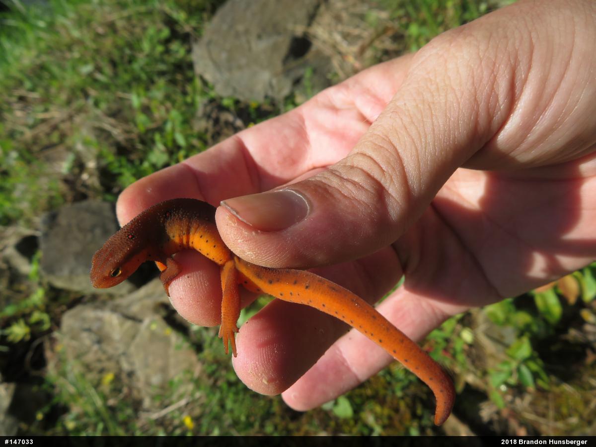 Red-spotted Newt