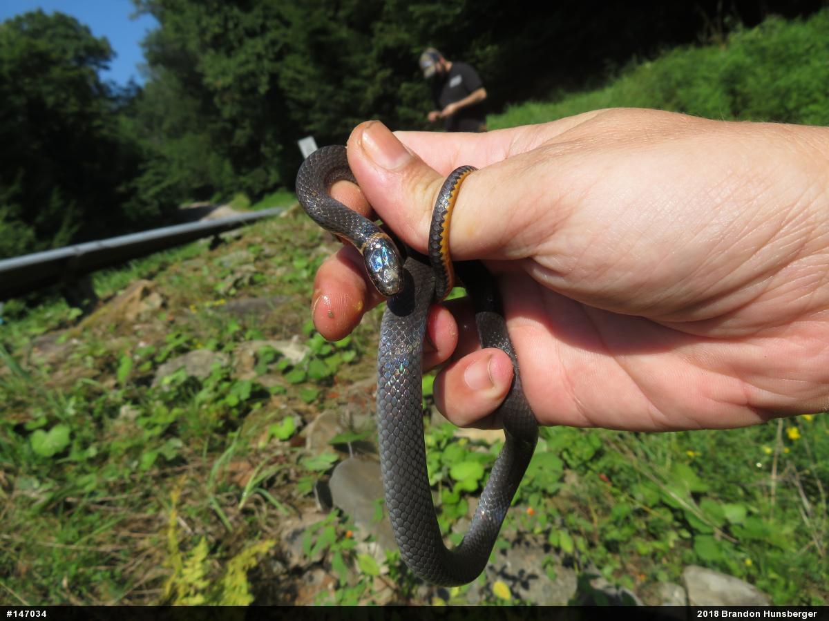 Northern Ring-necked Snake