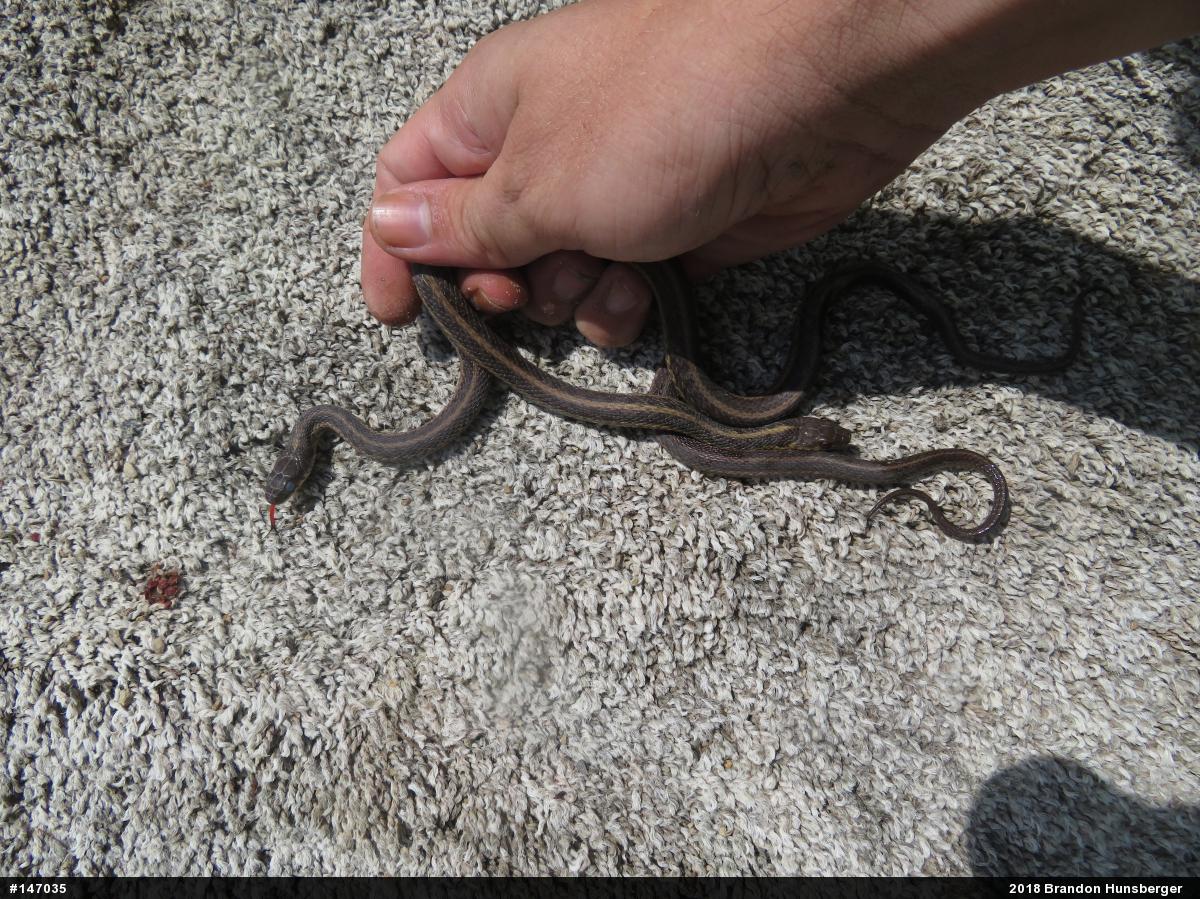 Eastern Gartersnake