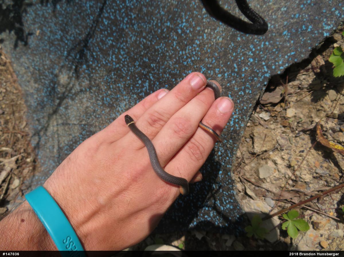 Northern Ring-necked Snake