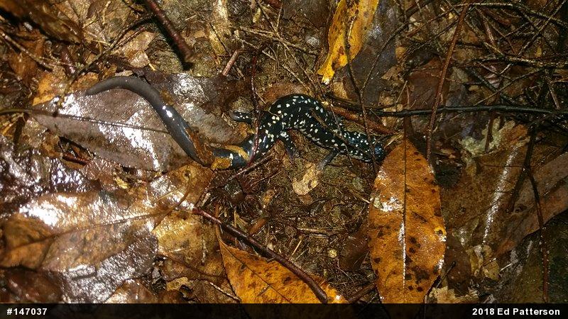 Northern Slimy Salamander