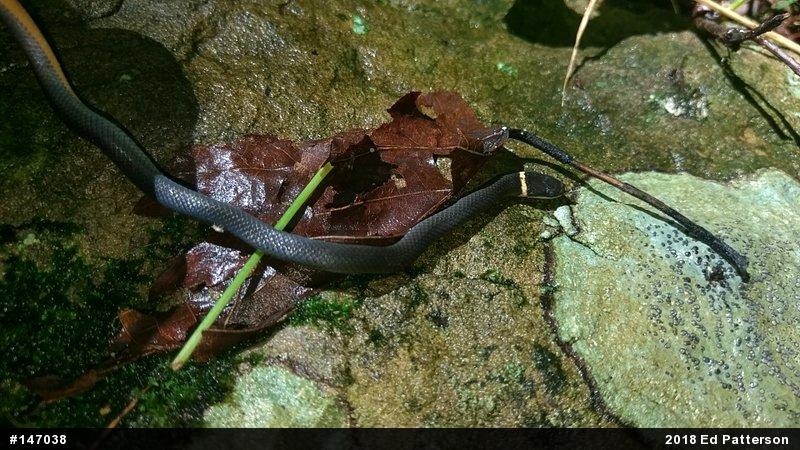 Northern Ring-necked Snake