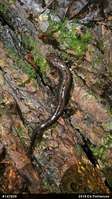 Allegheny Mountain Dusky Salamander