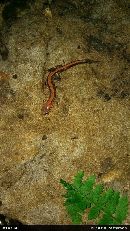 Eastern Red-backed  Salamander