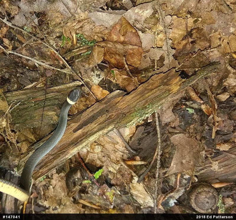 Northern Ring-necked Snake
