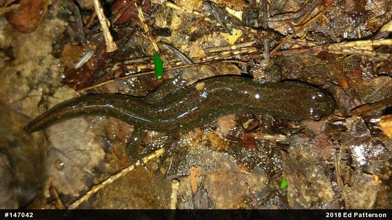 Northern Dusky Salamander