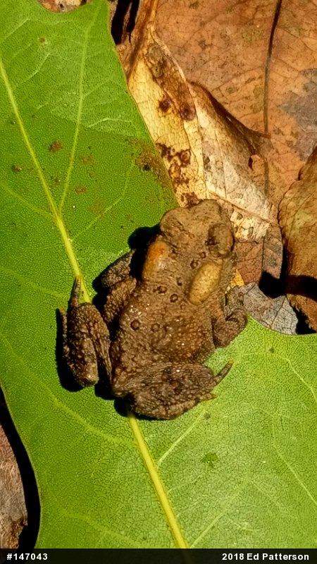 Eastern American Toad