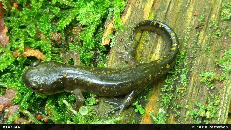 Spotted Salamander