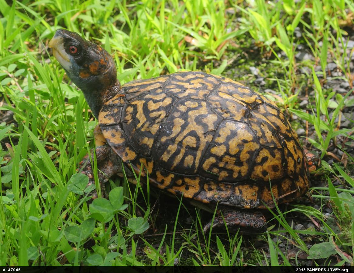 Eastern Box Turtle