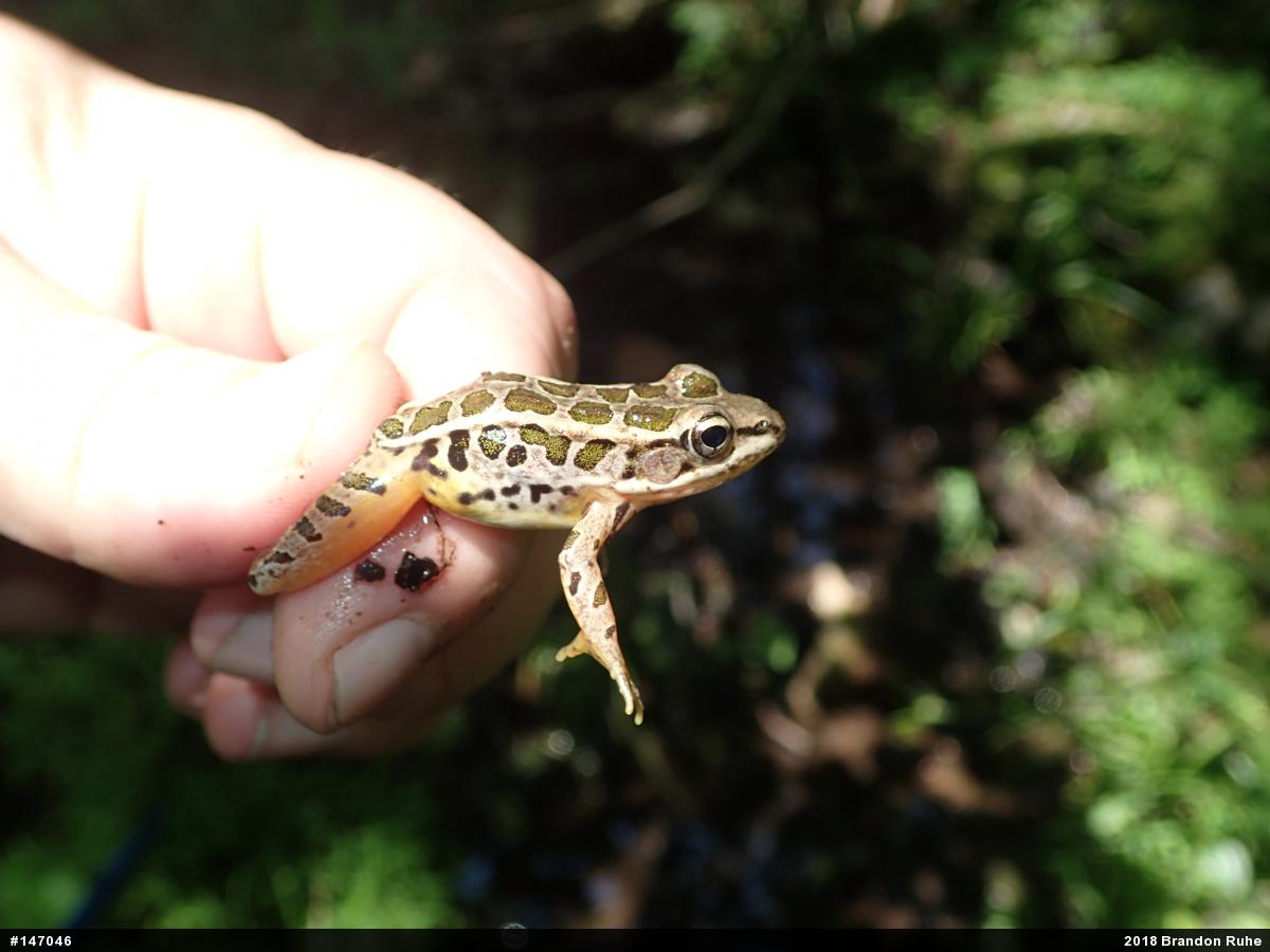 Pickerel Frog