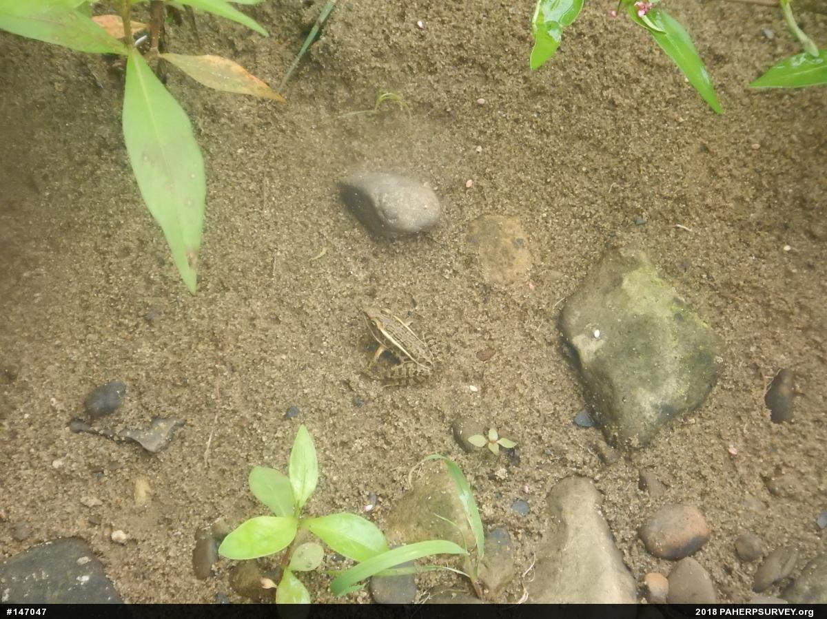 Pickerel Frog