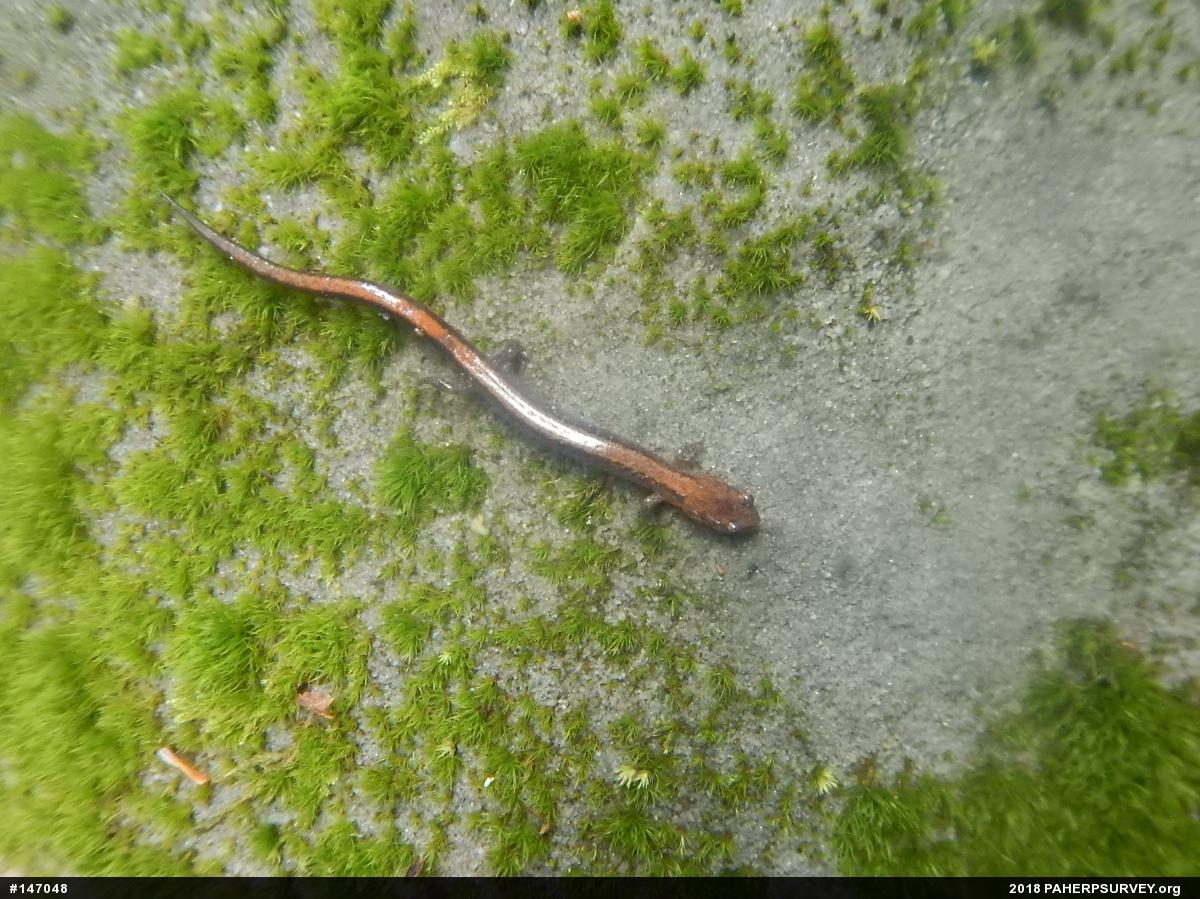Eastern Red-backed  Salamander