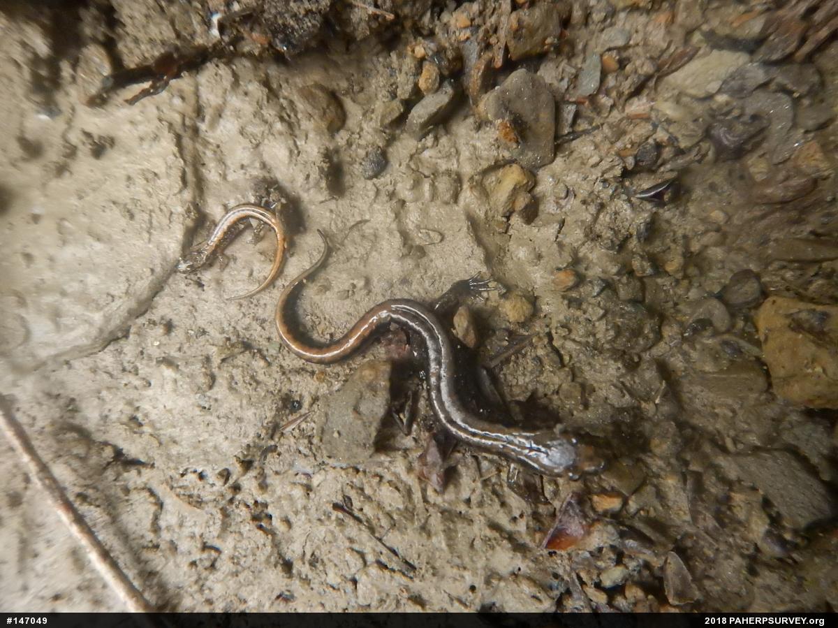 Allegheny Mountain Dusky Salamander